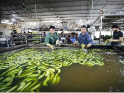 Effective agri-business models booming in Hoa Binh