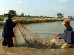 Ca Mau moves to expand world-standard shrimp farming