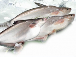 Giảm chi phí thức ăn trong chăn nuôi cá da trơn - Phần 1