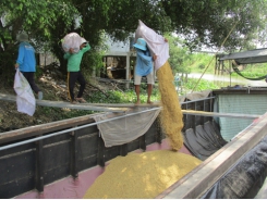 Colombia muốn nhập thêm gạo, sâm của Việt Nam