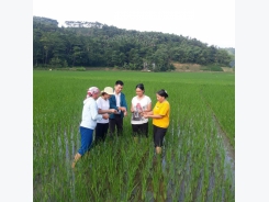 Hơn 200 ha lúa nhiễm bệnh bạc lá và đốm sọc vi khuẩn gây hại ở Lào Cai
