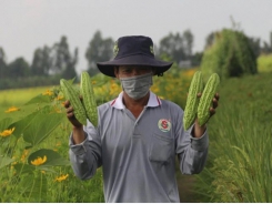 Ecoagriculture - An option for Vietnam’s agriculture