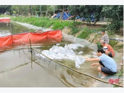 Hà Tĩnh thuần dưỡng thành công tôm thẻ chân trắng trong ao nước ngọt