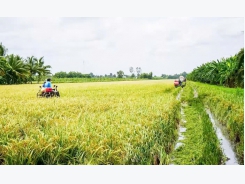 Nông dân Cà Mau kiếm bộn từ nuôi tôm sinh thái, trồng lúa hữu cơ