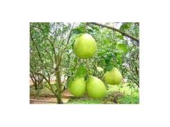 Cách Bảo Quản Bưởi