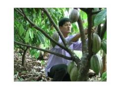 Cây Cacao Phát Triển Tốt Trên Vùng Đất Nhiễm Mặn