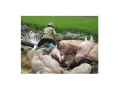 Dịch Bệnh Lợn Tai Xanh Tiếp Tục Diễn Biến Phức Tạp