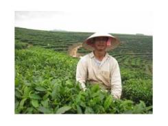 Nhân Rộng Mô Hình Giúp Dân Xóa Nghèo