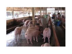 Đồng Nai Sẽ Nâng Tổng Đàn Heo Lên 1,8 Triệu Con