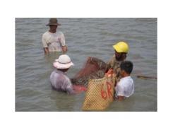 Toàn Tỉnh Có Hơn 154 Ha Tôm Nuôi Bị Chết Ở Thừa Thiên Huế