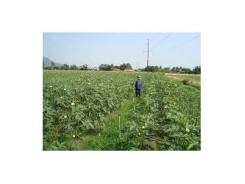 Trồng Đậu Bắp Nhật Lãi 50 Triệu Đồng/ha Ở An Giang