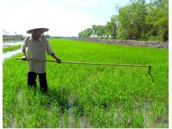 Nông Dân Bỏ Mía Ở Hậu Giang