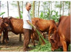 Tập Huấn Bò Thịt Chất Lượng Cao Charolaise Ở Hà Tĩnh