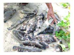 Cá Mú Chết Hàng Loạt Do Ô Nhiễm Nguồn Nước Ở Đầm Cù Mông (Sông Cầu, Phú Yên)