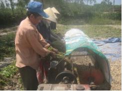 Cây Đậu Phụng Trên Đất Bình Thuận