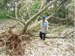 Hơn 200 Tấn Sầu Riêng Sắp Đến Ngày Thu Hoạch Phải Bỏ Đi Vì Gió Lốc Ở Bình Thuận