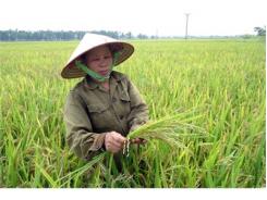 Nông Dân Thạch Thất Điêu Đứng Vì Lúa Lép Hạt Ở Hà Nội