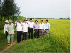 Hội Thảo Đánh Giá Mô Hình Thử Nghiệm Giống Lúa Chịu Mặn Ở Thái Bình