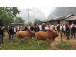 Chăn Nuôi Việt Nam Đang Gặp Khó