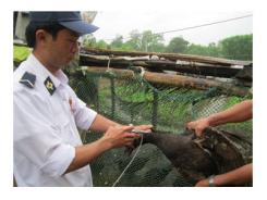 Phòng Chống Cúm Gia Cầm Trong Nuôi Vịt Chạy Đồng Người Nuôi Phải Chủ Động Ở Phú Yên