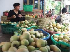 Sa Pô Lên Ngôi, Nhà Vườn Tính Chuyện Lâu Dài Ở Tiền Giang