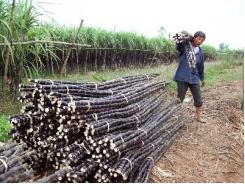 Khó Khăn Trong Thu Hoạch Mía Ở U Minh (Cà Mau)