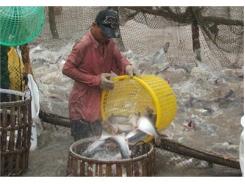 4 Tháng Đầu Năm, Đồng Bằng Sông Cửu Long Thu Hoạch Hơn 250.000 Tấn Cá Tra
