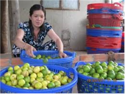 Giá Chanh Tăng Cao, Khoai Lang Giảm Mạnh