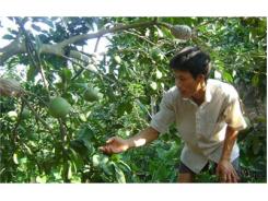 Làm Giàu Từ Giống Bưởi Quý Quế Dương