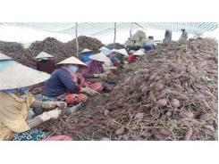 Khoai Lang Rớt Giá Vì Tin Đồn Thất Thiệt
