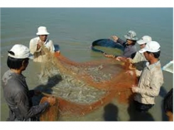 Giảm Thiểu Phát Thải Khí Nhà Kính Trong Nuôi Tôm Nước Lợ Tại Việt Nam