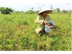 Mùa Ớt... Ngọt Ở Ea Wer (Đắk Lắk)