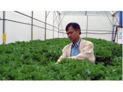 Rau Sạch Đà Lạt Sang Thị Trường Hàn Quốc