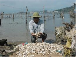 Quản Lý Và Khai Thác Hiệu Quả Tài Nguyên Con Nghêu