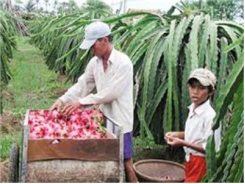 Thanh Long Việt Nam Được Phép Nhập Khẩu Vào New Zealand