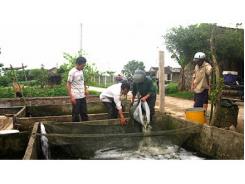 Nghĩa Hưng (Nam Định) Hỗ Trợ Nông Dân Nuôi Trồng Thủy Sản