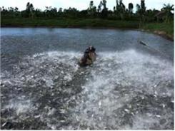 Nghiêm Cấm Khai Thác, Sử Dụng Nước Ngầm Để Nuôi Trồng Các Loài Thủy Sản