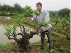 Liên Kết Trồng Hoa, Cây Cảnh