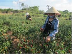 Nông Dân Trồng Ớt Lao Đao Vì Rớt Giá