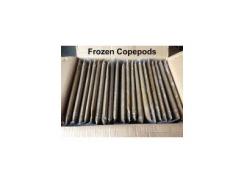 Trại tôm giống sử dụng Copedpods thay Artemia