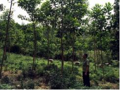 Đồng Nai trồng trên 764.000 cây phân tán