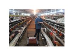 Huyện Lạc Thủy (Hòa Bình) phát triển chăn nuôi gà, dê hàng hóa