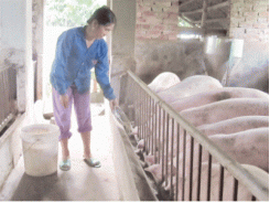 Thanh Hóa phát triển chăn nuôi lợn theo vùng tập trung quy mô lớn