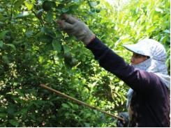 Chanh bông tím bán 15.000 đ/kg