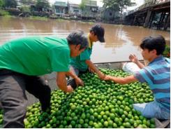 Nông dân phấn khởi do giá chanh tăng cao