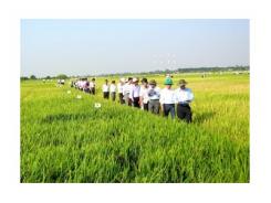 Thực thi khai thác bản quyền, tác quyền nâng cao chất lượng lúa giống