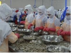 Xuất khẩu tôm sẽ phục hồi