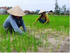 Đăk Lắk tăng hiệu quả kinh tế từ chuyển đổi cây trồng