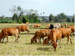 Tổng đàn bò tăng trên 43% so với năm 2014