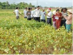 Đậu nành trên đất lúa